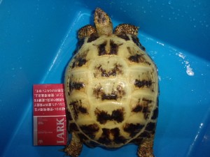 KODAK Digital Still Camera