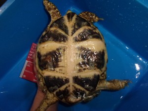 KODAK Digital Still Camera