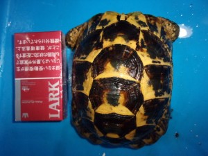 KODAK Digital Still Camera