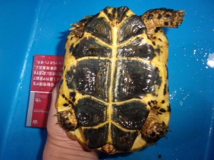 KODAK Digital Still Camera