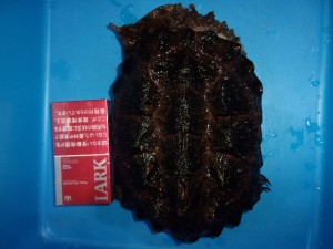 マタマタ（メス）アマゾン【６５，７８０円/税込】