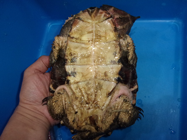 KODAK Digital Still Camera