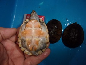 KODAK Digital Still Camera