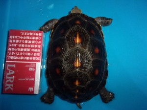 KODAK Digital Still Camera