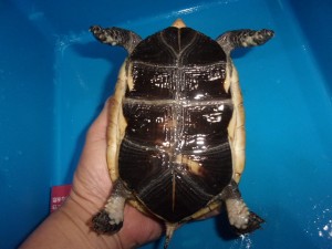 KODAK Digital Still Camera