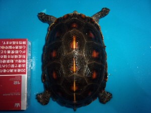 KODAK Digital Still Camera