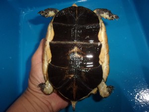 KODAK Digital Still Camera