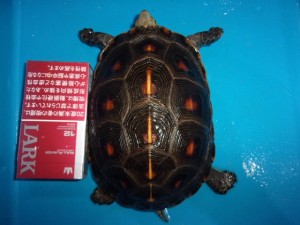 KODAK Digital Still Camera