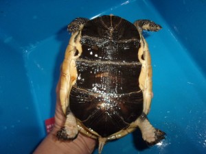 KODAK Digital Still Camera