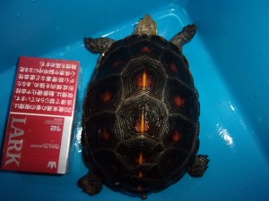 KODAK Digital Still Camera