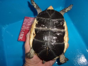 KODAK Digital Still Camera