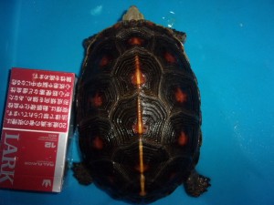 KODAK Digital Still Camera