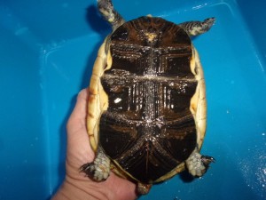 KODAK Digital Still Camera