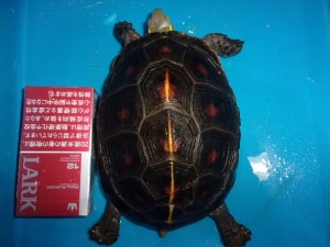 KODAK Digital Still Camera