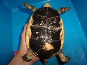 KODAK Digital Still Camera