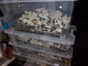 KODAK Digital Still Camera