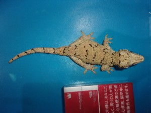 KODAK Digital Still Camera