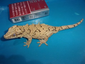 KODAK Digital Still Camera