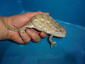 KODAK Digital Still Camera