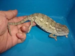 KODAK Digital Still Camera