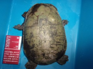 KODAK Digital Still Camera