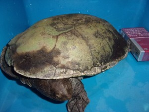 KODAK Digital Still Camera