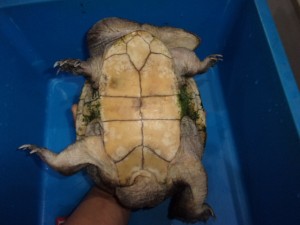 KODAK Digital Still Camera