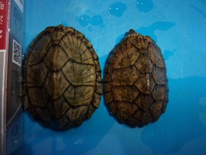 KODAK Digital Still Camera