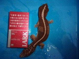 KODAK Digital Still Camera