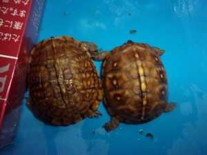 KODAK Digital Still Camera