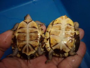 KODAK Digital Still Camera