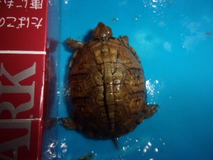 KODAK Digital Still Camera