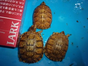 KODAK Digital Still Camera