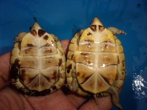 KODAK Digital Still Camera