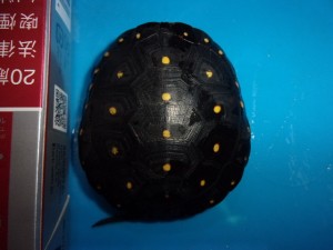 KODAK Digital Still Camera