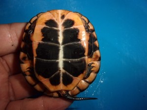 KODAK Digital Still Camera