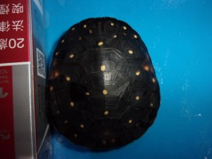 KODAK Digital Still Camera