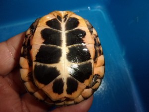 KODAK Digital Still Camera