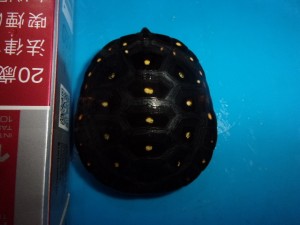 KODAK Digital Still Camera