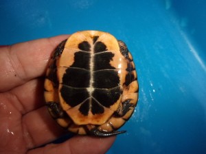 KODAK Digital Still Camera