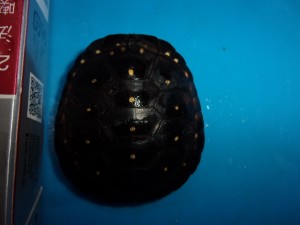 KODAK Digital Still Camera