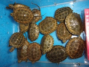 KODAK Digital Still Camera