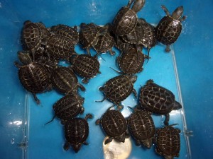 KODAK Digital Still Camera