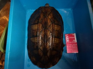 コダック デジタルスチルカメラ