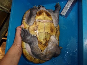 コダック デジタルスチルカメラ
