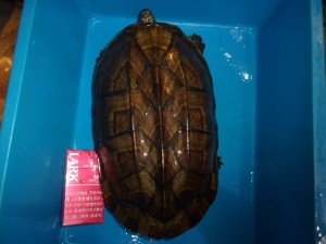 コダック デジタルスチルカメラ