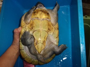 コダック デジタルスチルカメラ