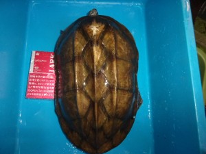 コダック デジタルスチルカメラ