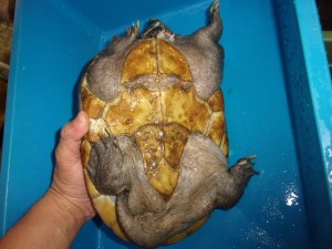 コダック デジタルスチルカメラ
