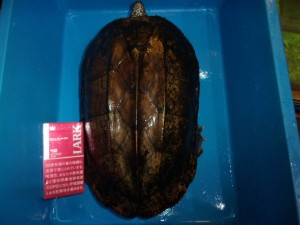 コダック デジタルスチルカメラ